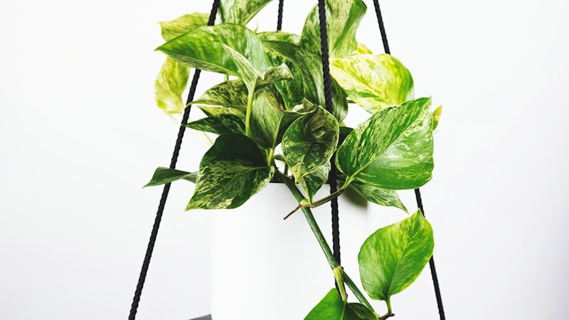 曼城对阵利物浦的英超焦点战全场录像封面图